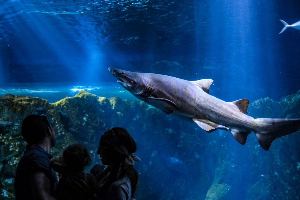 拼盘／鲨鱼比恐龙还老1.9亿年！盘点6惊人知识　最长寿可活逾400年