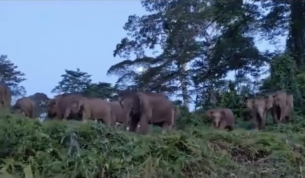 数百小矮象出没沙巴踏缤保护区