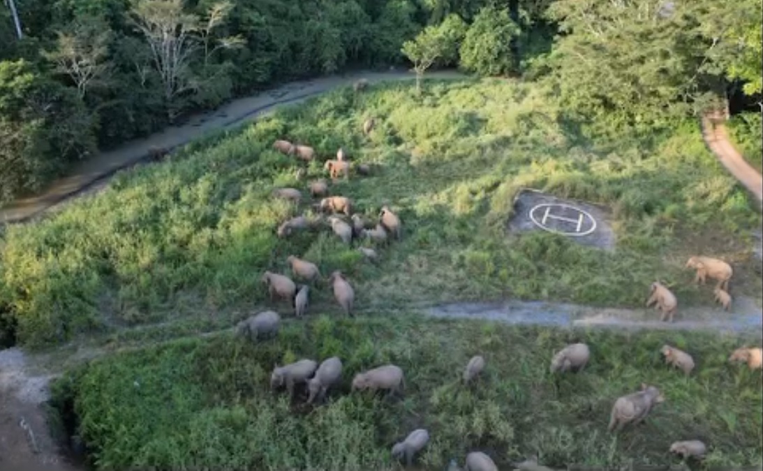数百小矮象出没沙巴踏缤保护区