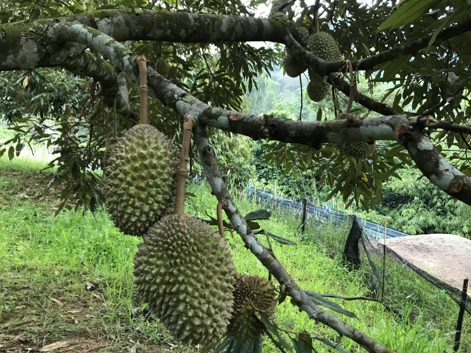 榴梿季节预计到10月 第二帮榴梿上市