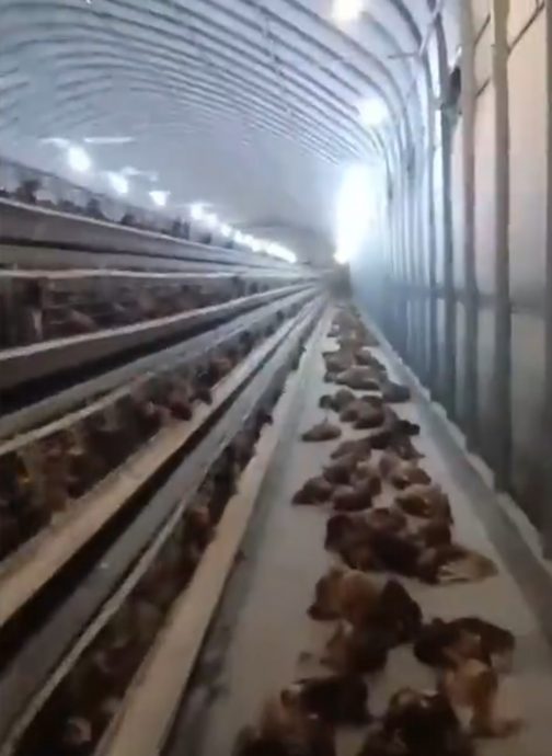 湖北鸡场意外断电2小时　4000只鸡监生焗死　老板损失近13万令吉