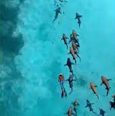 看世界／中使馆发旅游提醒 游马尔代夫3人溺毙1人遭鲨鱼咬