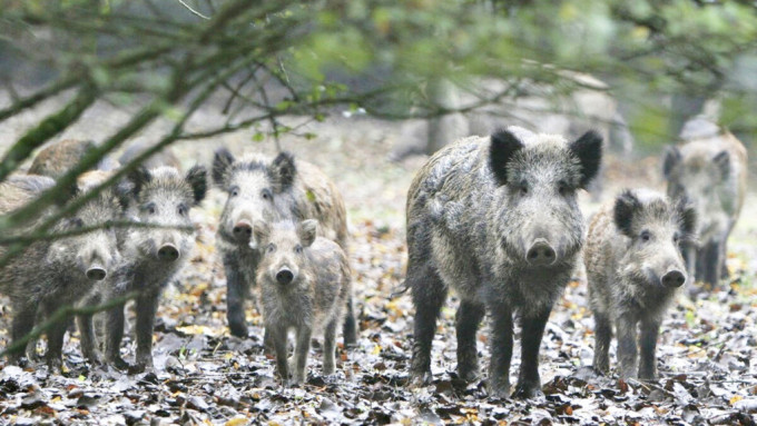 种群数量过高或造成危害 野猪被剔出「三有动物」名录