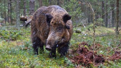 种群数量过高或造成危害  野猪被剔出中国“三有动物”名录