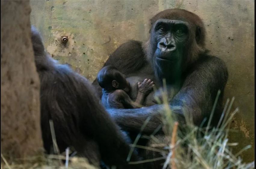 美国动物园「雄性」大猩猩 诞下宝宝