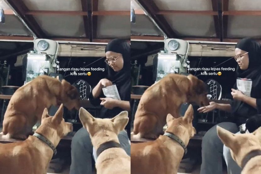视频 | 马来女子花RM60买炸鸡喂食 狗狗饿太久流泪给孩子吃