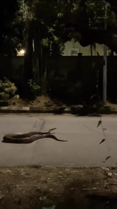 视频|男子逗大蟒蛇抓尾拖曳 网骂：“它没惹你 被咬活该！”
