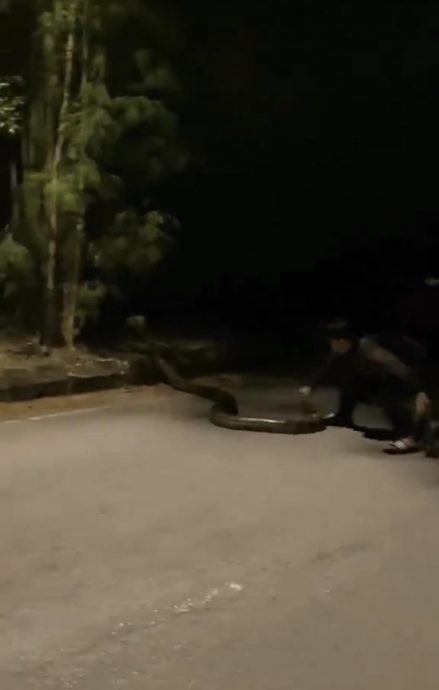 视频|男子逗大蟒蛇抓尾拖曳 网骂：“它没惹你 被咬活该！”