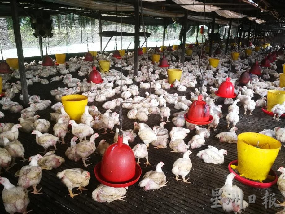 黄天荣：曼绒兽医局非常措施应蝇患 农场捉鸡前须获批准