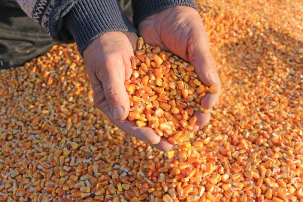 美國恐失全球玉米出口霸主地位 訂單紛取消中國買家去了巴西- 財經- 即時財經