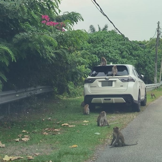 NS花城大小事／不理警告繼續投食，芙拉務再也花園猴子越來越多