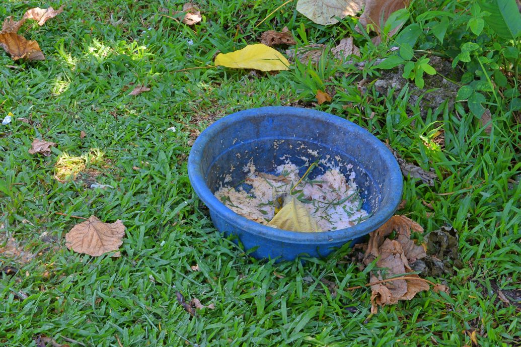 NS花城大小事／不理警告繼續投食，芙拉務再也花園猴子越來越多