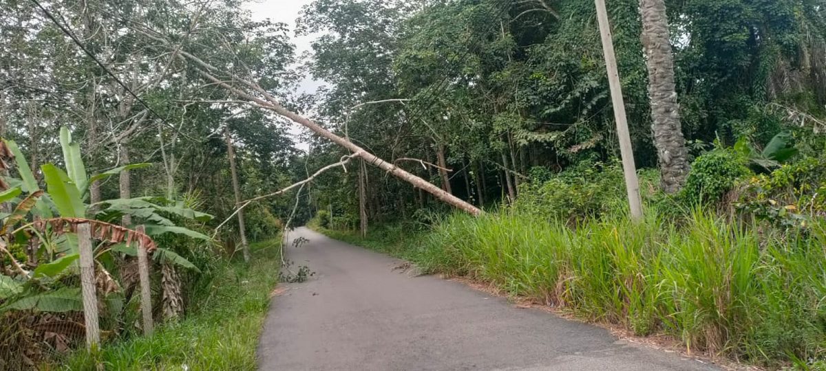 NS马口:大树树倒下压中电话缆线，挂在半空中摇摇欲坠