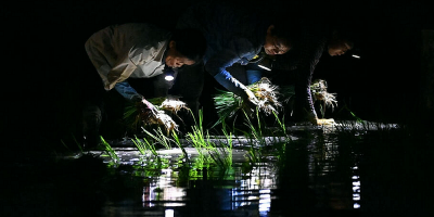 Vietnam farmers planting in the dark as heatwave looms