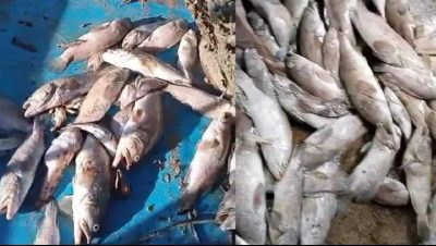 夜光藻导致鱼只死亡 渔业局：无毒 对人类无害