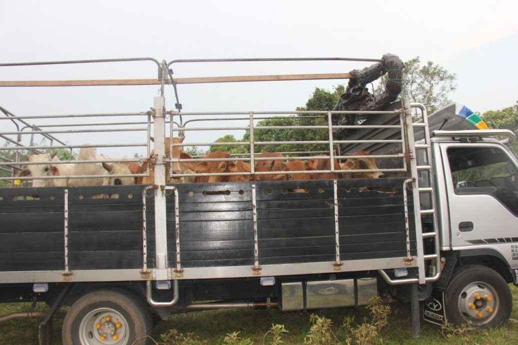 东：双溪哥央垦殖区农场失窃13头牛，警逮捕4名嫌犯取回失物
