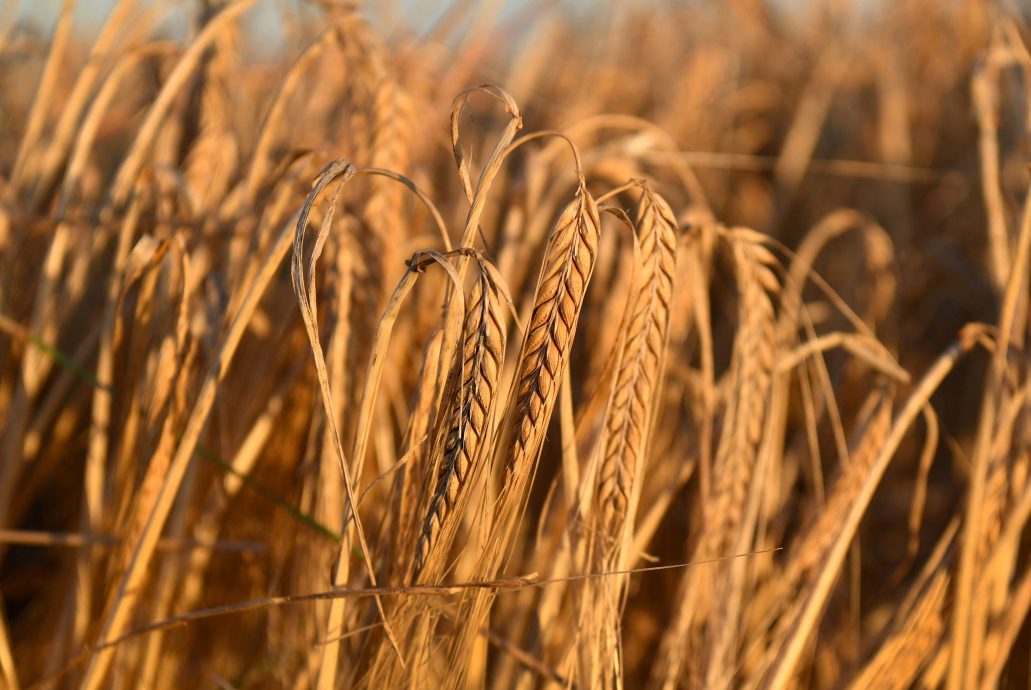 中商务部：终止对澳洲大麦征收反倾销税和反补贴税