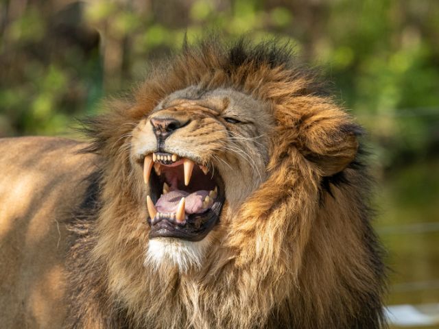 南非保护区狮子撕咬攻击　男员工“头皮被扯下”腿骨变形丧命