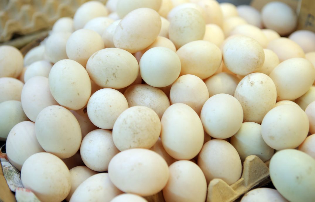 咸鸭蛋 生鸭蛋  产量多降价15至20%