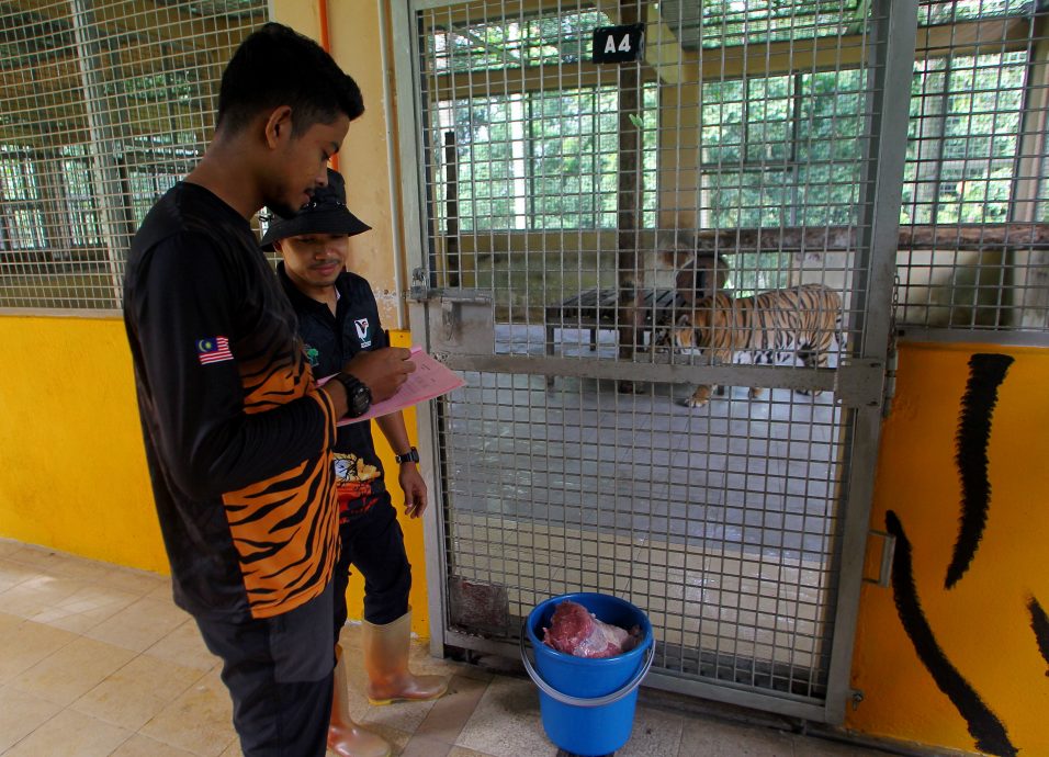 宋溪国家野生动物拯救中心 拯救保育马来亚虎 