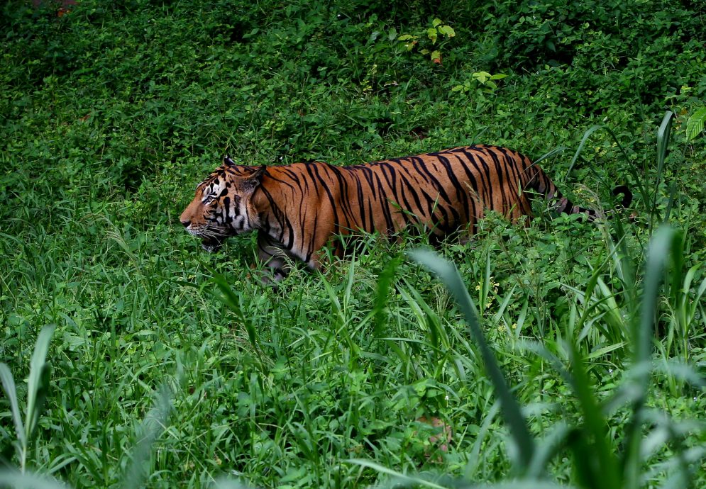 宋溪国家野生动物拯救中心 拯救保育马来亚虎 