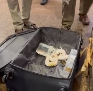  惊！男子将47条蟒蛇藏行李箱带上机 