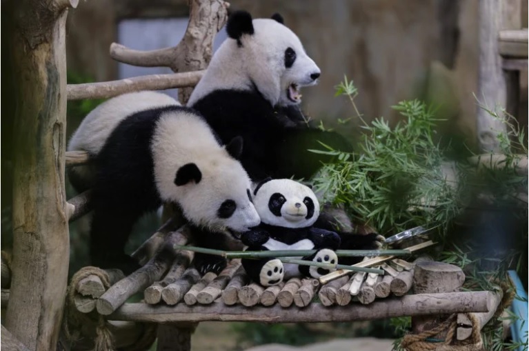 我国出生大熊猫宝宝 “谊谊”“升谊”829返回中国