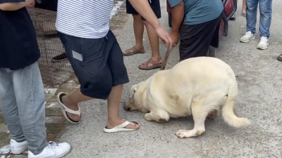 视频 | 太肥 太老被主人卖给狗肉贩子 拉布拉多下跪求饶