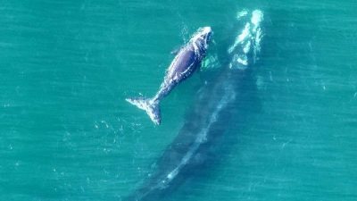 南露脊鲸母子罕现新省  民众河堤边围观