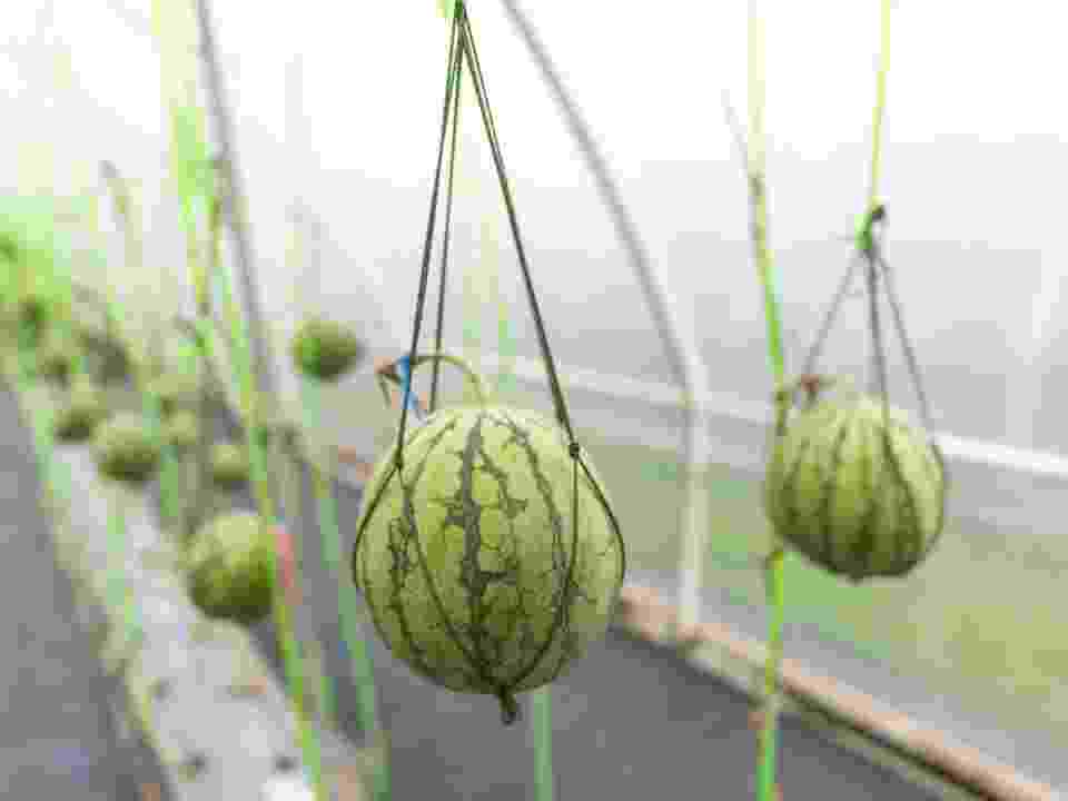 拼盘／零下89.2度！科学家成功在南极种出8颗西瓜