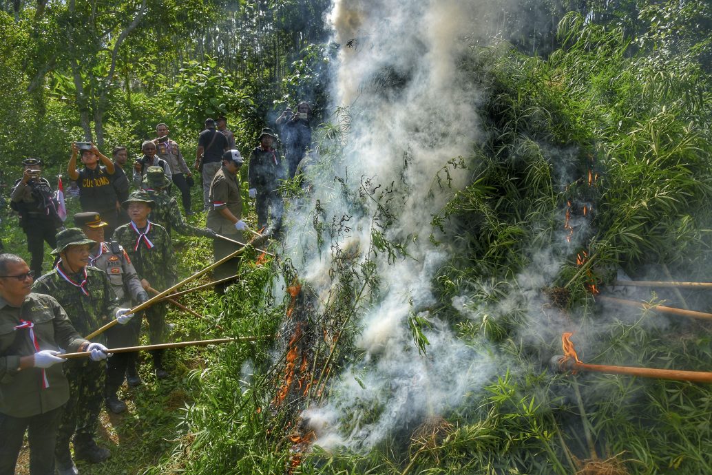 无人机在亚齐省查获  印尼焚烧大麻种植园