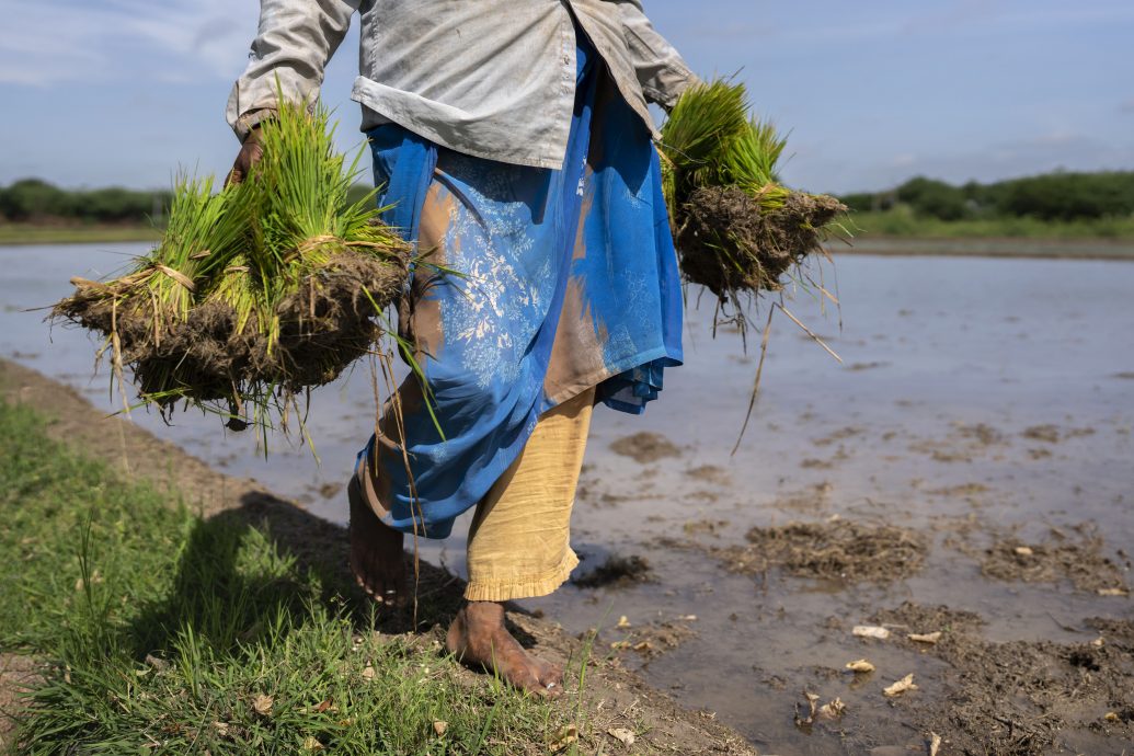 极端气候致歉收 全球闹米荒 米价酝酿上涨