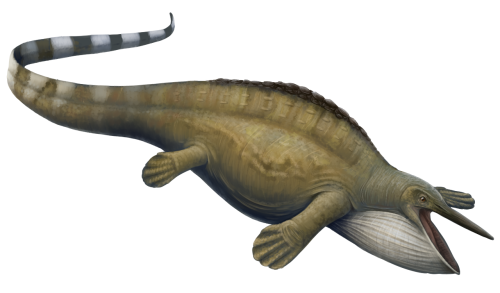比鲸鱼早2亿年！三叠纪海爬“湖北鳄”就是滤食动物