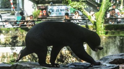 浙江会直立的熊成新晋“顶流”   马来熊让动物园客流量增30%