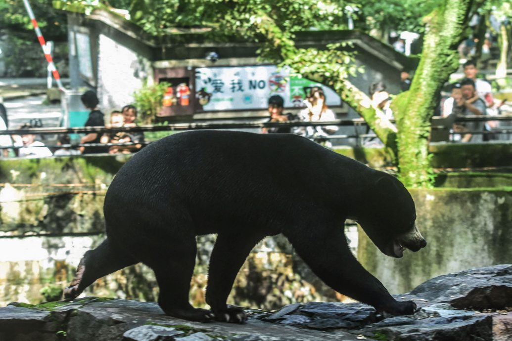 浙江会直立的熊成新晋“顶流” 马来熊让动物园客流量增30%