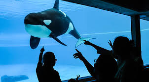 看世界／加拿大海生馆4年养死15只鲸豚 动保人士指控虐待动物   