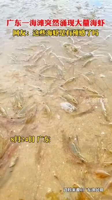 福岛核污水｜广东海滩突现大量海虾　民众嘲：或预感到海水被污染
