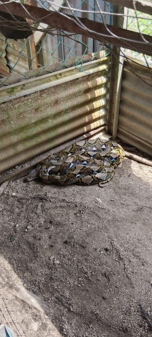 约12尺长大蟒蛇 潜进住家菜园偷吃鸡