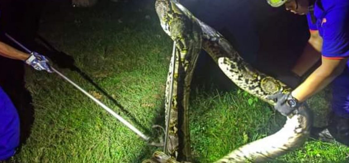 藏太陽能發電站  長4.8公尺大蟒蛇被捕捉