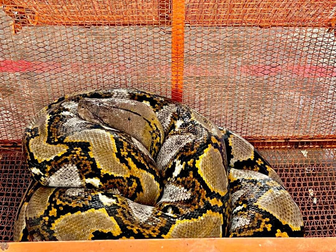 藏太陽能發電站  長4.8公尺大蟒蛇被捕捉
