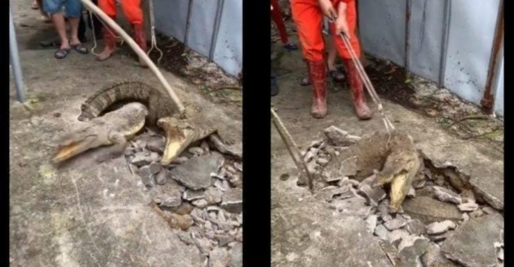 视频|水泥地钻出3鳄鱼 网：如何躲在底下？