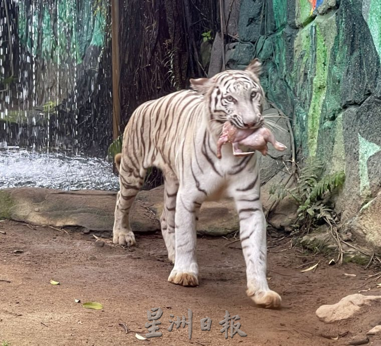 （古城封底主文）【带你去找爱】：对老虎及野生动物的爱