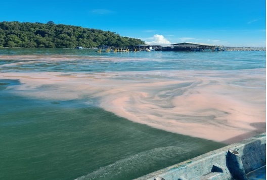 （大北马）直落巴巷红潮 环境局：当地没污染问题 海水质量良好