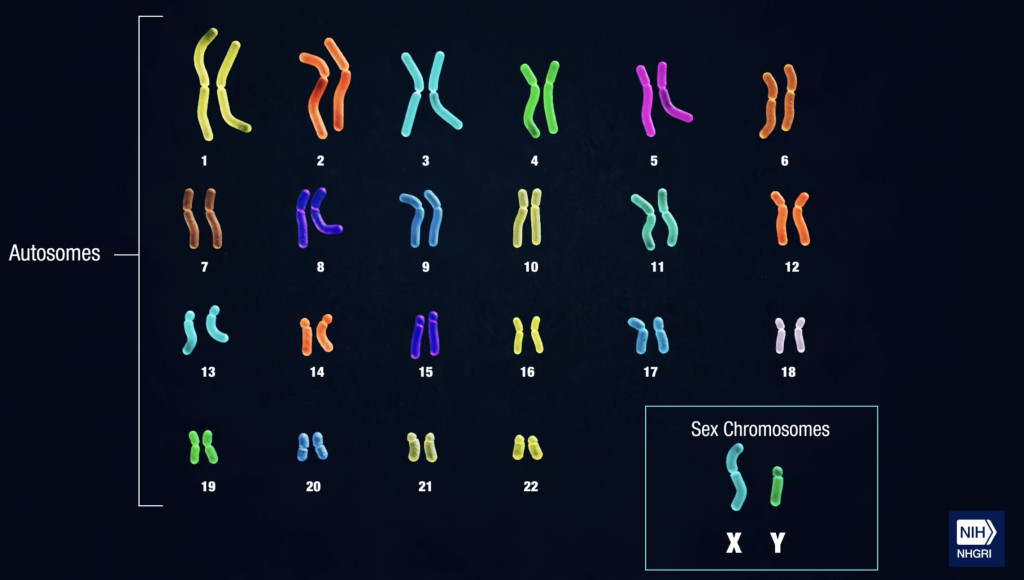Y染色体完整测序首次公开 有助研究男性不育症