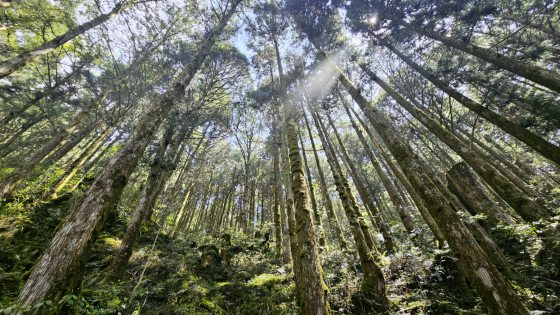 【台湾】宜兰太平山，人间仙境