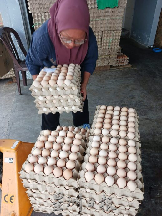 东：怀疑鸡蛋产业链出问题导致供应不稳定，瓜登及文德甲两地闹鸡蛋荒，对民众及熟食小贩造成影响。