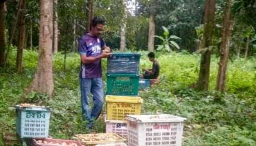 全国：（暖势力）吉兰丹州道北县一名承包商拥有一片小果园，他欢迎任何人到他的果园里采龙贡（Dokong）和杜古冷刹（Duku Langsat），完全不收费。