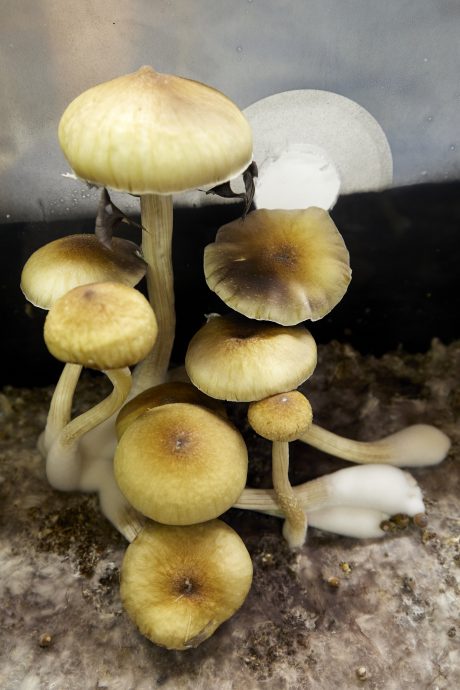 全美第一家 俄勒冈开设神奇蘑菇治疗所不需处方笺