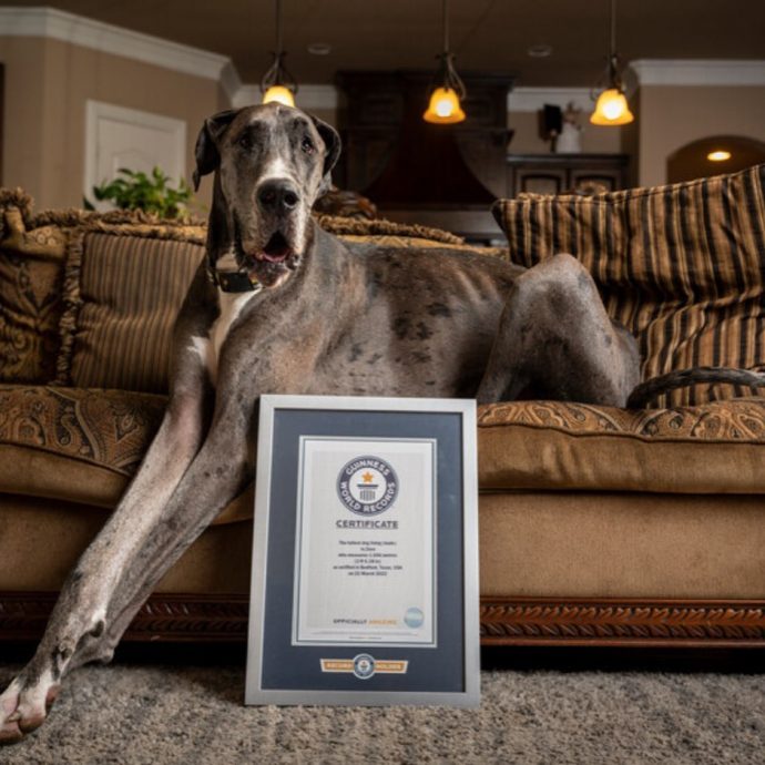 刚获世界最高犬认证4个月　大丹犬宙斯罹癌2周离世