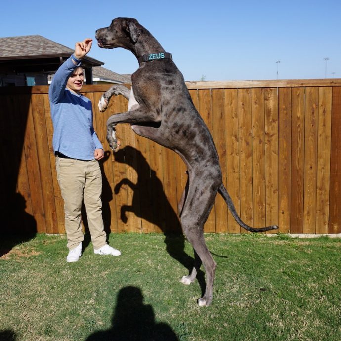 刚获世界最高犬认证4个月　大丹犬宙斯罹癌2周离世
